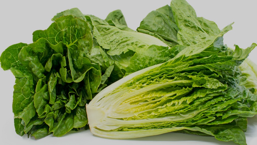 Lettuce Roman